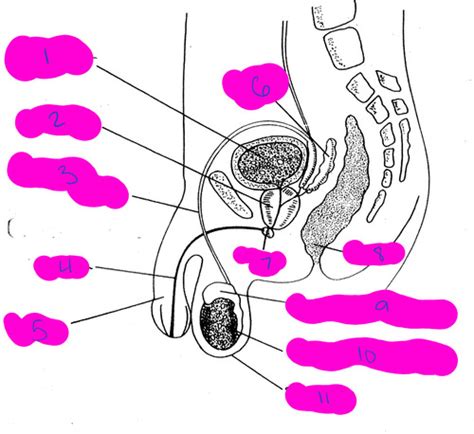 Male Reproductive System Flashcards Quizlet