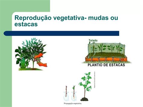 ReproduÇÃo Dos Seres Vivos Pptx