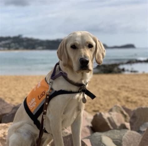 Ambassador Dog Lucy Guide Dogs Nswact