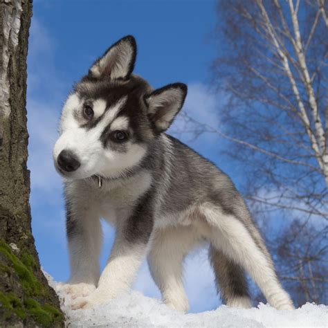 Siberian Husky Steckbrief Charakter Gewicht Und Pflege