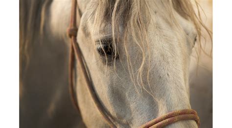 Equine Infectious Anemia Confirmed In Colfax County Horse Morning Ag
