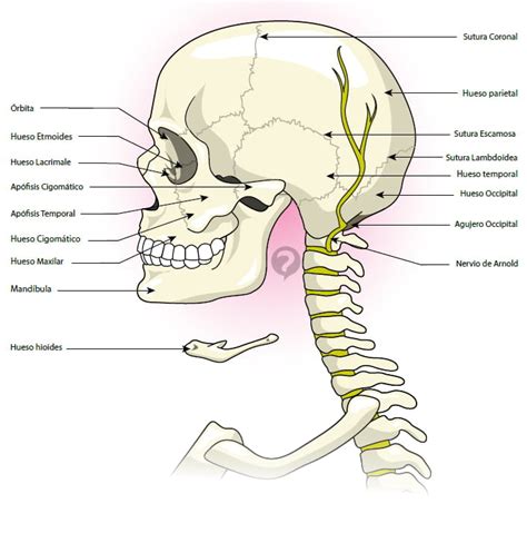 Nervio De Arnold Definición Ccm Salud
