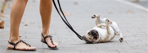 Pug Training Your "Not So Easy" To Train Pug.