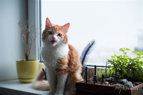 Gato Surpreendido Do Gengibre Que Senta Se Em Um Peitoril Da Adesivos