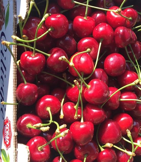 Regina Vivai Spinelli La Frutta che verrà