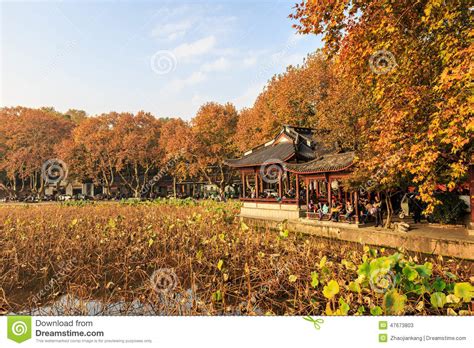 Hangzhou West Lake Autumn Withered Lotus Leaf Editorial Stock Photo ...