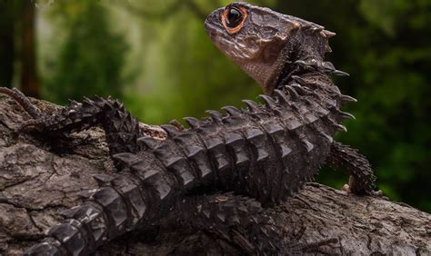 The Red Eyed Crocodile Skink Care Sheet Tank Setup And Feeding