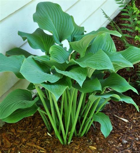 Favorite Slug Resistant Hostas A Tree Garden Hostas Front Yard