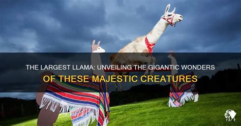 The Largest Llama Unveiling The Gigantic Wonders Of These Majestic