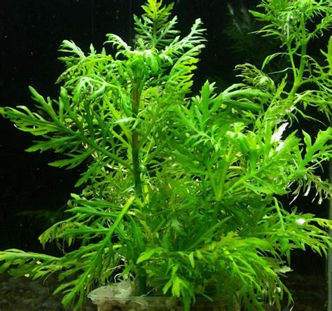 Гигрофила деморфная Синема (Hygrophila difformis)