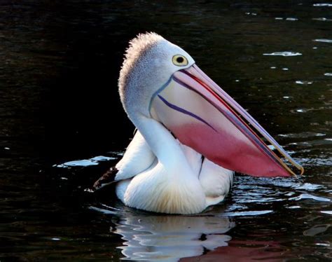 Free Images Nature Bird Wing White Pelican Seabird Profile