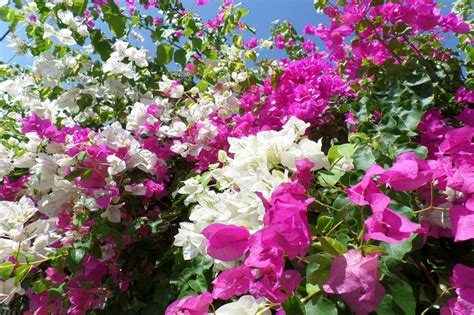 Planta Primavera Crie A Bougainville Blog Da Cobasi