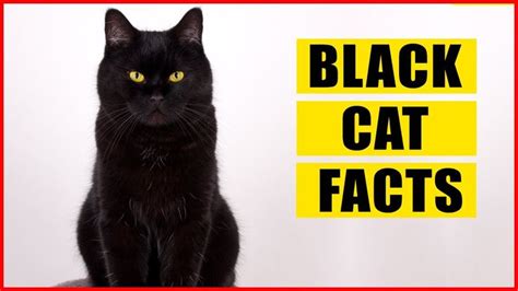 15 Unique And Mysterious Facts About Black Cats In 2023 Cats Cat Facts Black Cat