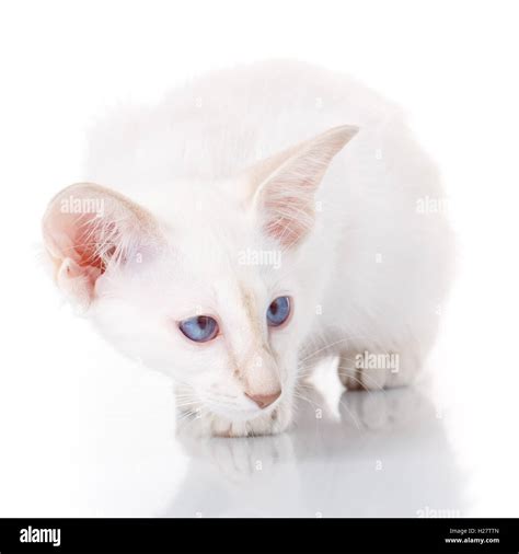 Blue Point Siamese Cat Hi Res Stock Photography And Images Alamy