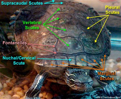 Turtle Has Cool Shaped Scutes