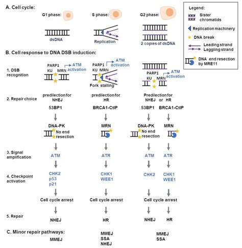 Cell Cycle Dependent Response To Dsb Formation Depending On The Stage