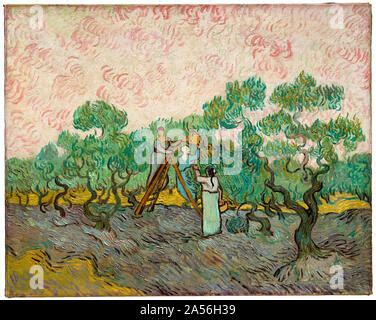 Olive Orchard 1889 Von Vincent Van Gogh Stockfotografie Alamy