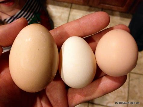 Silkie Chicken Egg Size