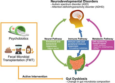 Frontiers Psychobiotics And Fecal Microbial Transplantation For