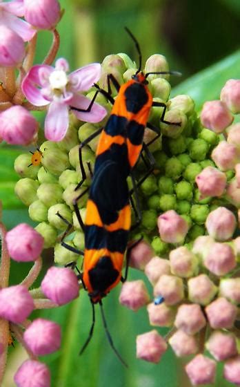 Large Milkweed Bugs Oncopeltus Fasciatus Bugguide