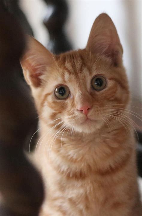 Long Haired Ginger Kittens