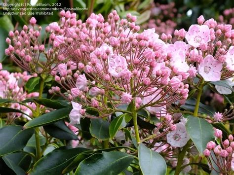 Plantfiles Pictures Kalmia Species Calico Bush Mountain Laurel