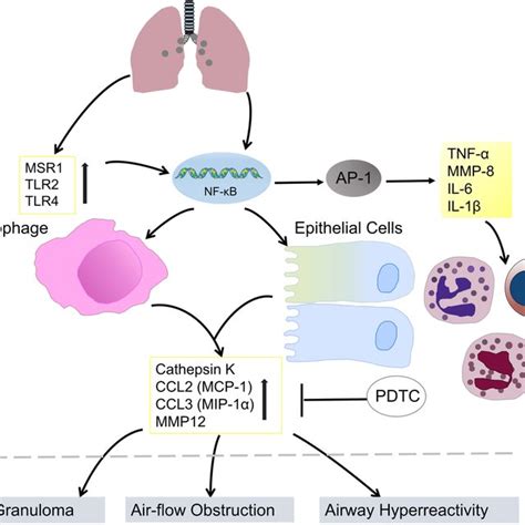 Various Carbon Based Nanomaterials Were Reported To Induce