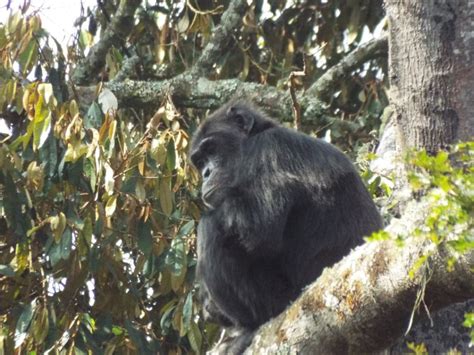 School Gardens To Save Eastern Chimpanzee Globalgiving