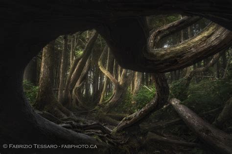 Twisted Forest Near Botany Bay Port Renfrew The Passionate Frame