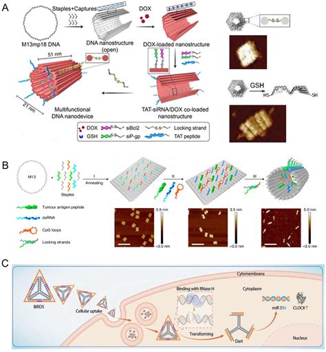 DNA Based Nanostructures For RNA Delivery