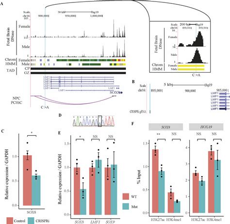 Characterisation Of Sox8 Enhancer Dnm Using Crispr A Uscs Tracks