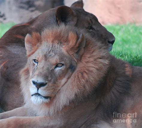 The King Photograph By Monica Poole Fine Art America