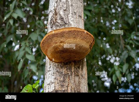 Hojas de arbol naranja y verde fotografías e imágenes de alta