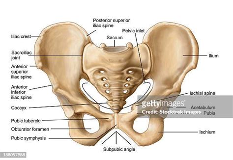 Pubic Tubercle Photos and Premium High Res Pictures - Getty Images