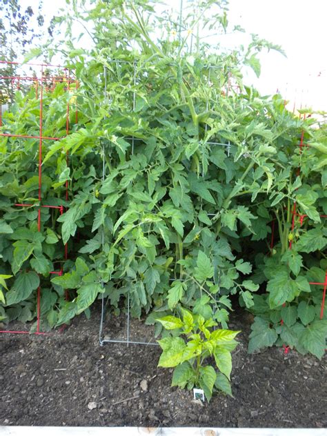 Strange Gardener: Pruning Tomato Plants