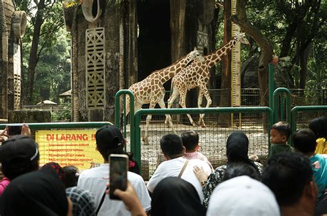 Hari Ketiga Lebaran Ribuan Pengunjung Padati Taman Margasatwa Ragunan