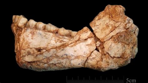 The Oldest Homo Sapiens Fossils Found In Morocco Date Back 300 000