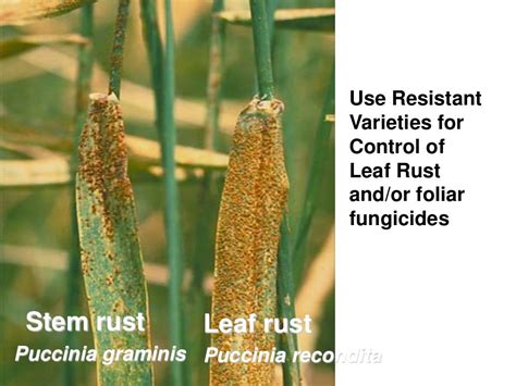 wheat diseases