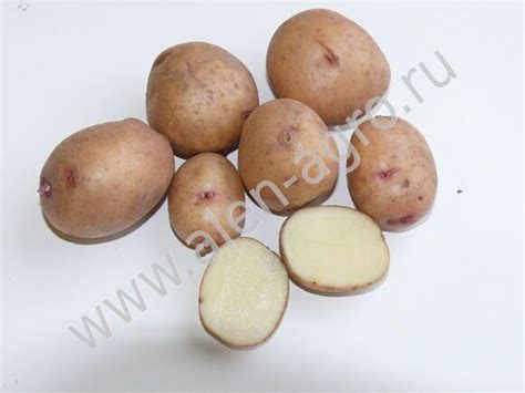 Картофель АВРОРА, сорта картофеля