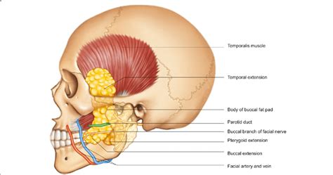 Anatomical Location Of The Buccal Fat Pad The Buccal Fat Pad Is