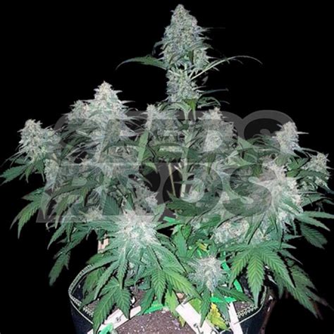 Buy Northern Lights Autoflower Cannabis Seeds