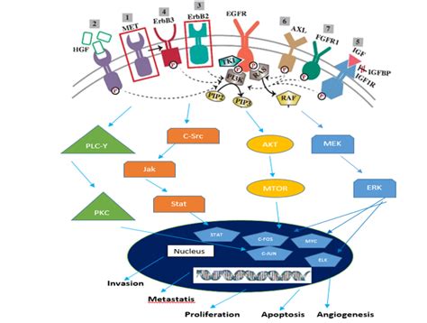 Egfr Rtk Dimerization And Downstream Signaling Mechanism Left