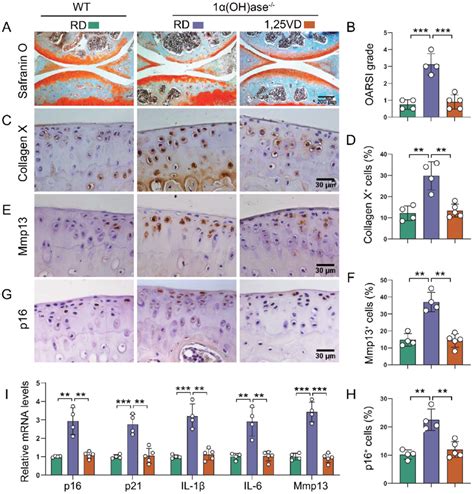 Supplementation Of Oh D Rescues The Knee Oa Phenotype Caused By