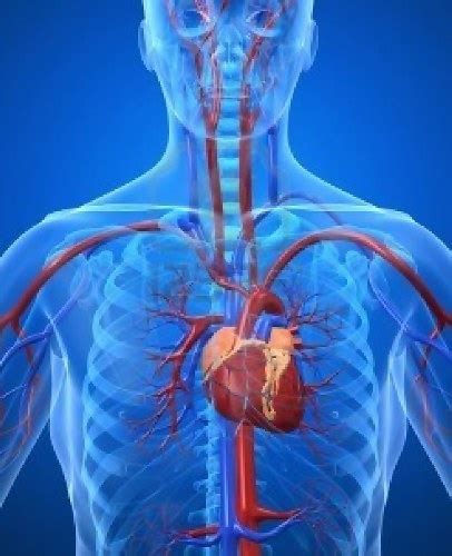 10 Facts About Cardiovascular System Fact File