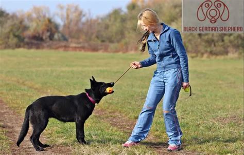 10 Exciting And Fun Facts About All Black German Shepherds