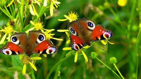 Kostenlose Foto Natur Gras Wiese Blume Tierwelt Insekt Fauna