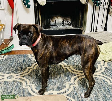 beautiful brown brindle boxer stud dog  sacramento australia