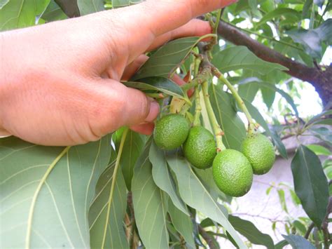 Abacate Fruto E Rvore Em Portugal Abacateiros E Abacates Em T Bua