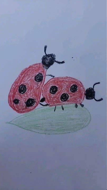 Do Ladybugs Have Better Sex Than You Insects Ladybugs Youtube