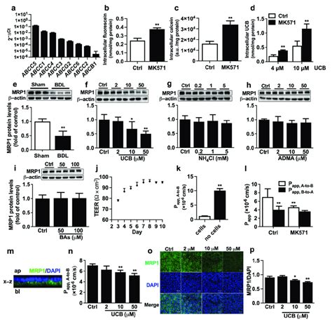 Effect Of Ucb On The Function And Expression Of Mrp In Arpe Cells